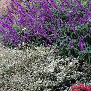 Salvia leucantha 'Midnight' - Mexican Sage