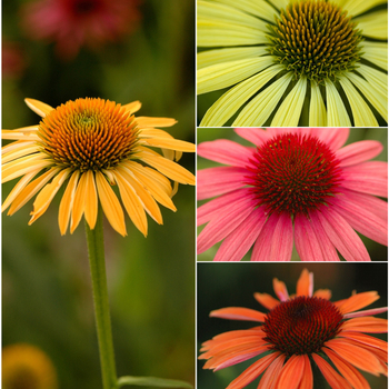 Echinacea 'Big Sky Series' - Coneflower