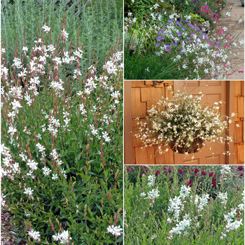 Multiple Varieties - Gaura - Whirling Butterflies