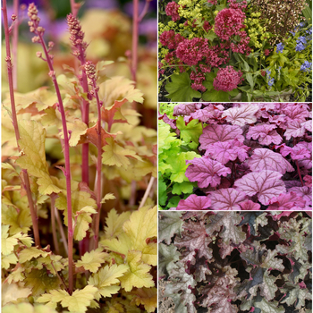 Multiple Varieties - Heuchera - Coral Bells
