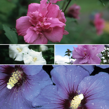 Multiple Varieties - Hibiscus syriacus- Rose of Sharon