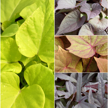 Multiple Varieties - Ornamental Sweet Potato