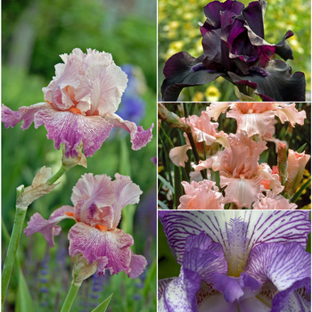 Multiple Varieties - Bearded Iris