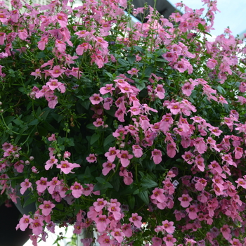 Diascia hybrid 'Genta™ Pink' - Twinspur