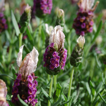 Lavandula stoechas 'Boysenberry Ruffles' - Lavender