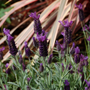 Lavandula stoechas - Spanish Lavender