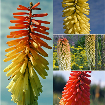 Multiple Varieties - Red Hot Poker