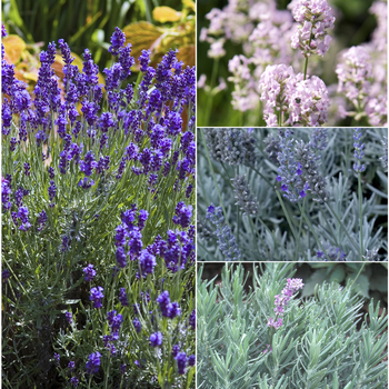 Lavandula - 'Multiple Varieties' Lavender