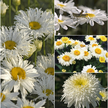 Multiple Varieties - Shasta Daisy