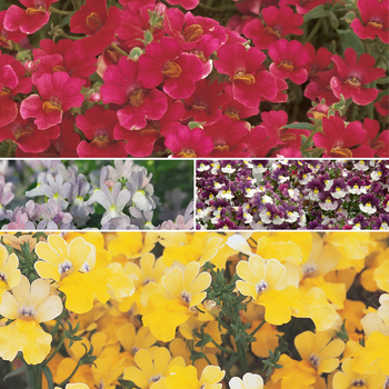 Multiple Varieties - Nemesia