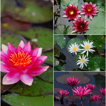 Nymphaea - Waterlily