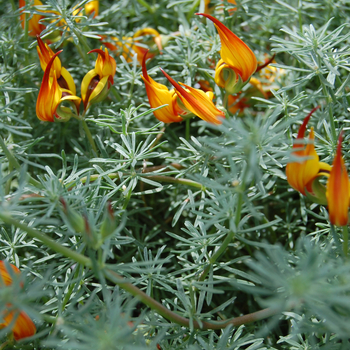 Lotus berthelotii - Parrot's Beak