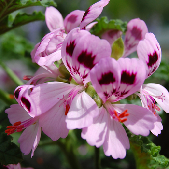 Pelargonium 'Lemon Fizz' - Geranium