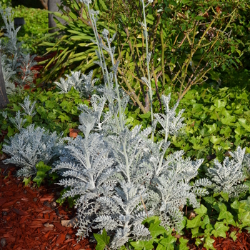Senecio cineraria - Dusty Miller