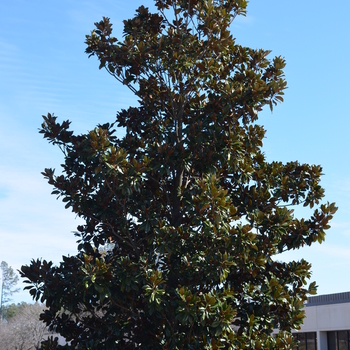 Magnolia grandiflora 'Majestic Beauty' - Southern Magnolia