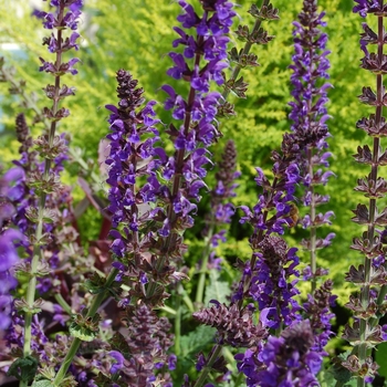 Meadow Sage Meadow Sage