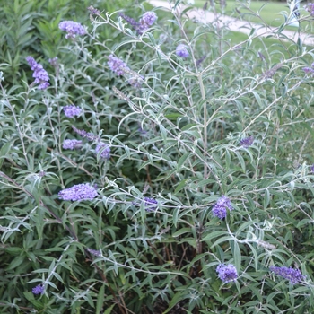 Buddleia davidii 'Nanho Purple' - Nanho Purple Butterfly Bush