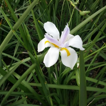 Dietes vegeta - Fortnight Lily