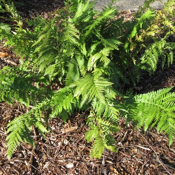 Woodwardia fimbriata - Giant Chain Fern