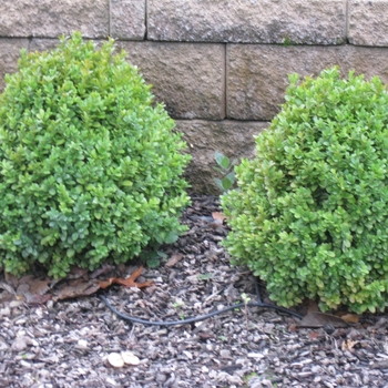 Buxus sempervirens 'Suffruticosa' - Dwarf English Boxwood