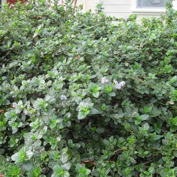 Ceanothus griseus horizontalis 'Yankee Point' - Yankee Point Ceanothus