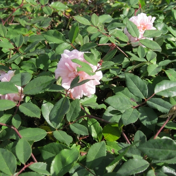 Rosa polyantha 'Cecile Brunner' - Cecile Brunner Rose