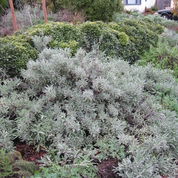 Salvia leucophylla 'Point Sal' - Point Sal Gray Sage