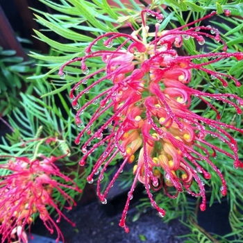 Grevillea 'Robyn Gordon' - Robyn Gordon Grevillea