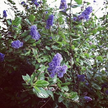 Ceanothus 'Ray Hartman' - Ray Hartman California Lilac 