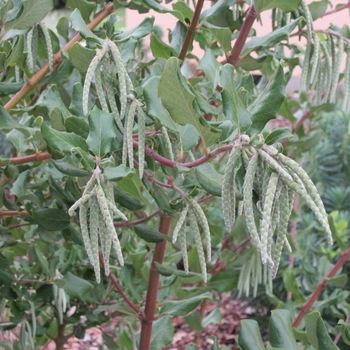 Garrya elliptica 'James Roof' - Silktassel