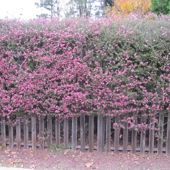 Leptospermum scoparium Helene Strybing - New Zealand Tea Tree