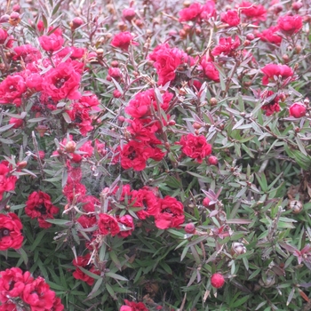 Leptospermum scoparium 'Martinii' - New Zealand Tea Tree