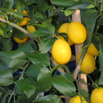 Citrus 'Meyeri' - Improved Meyer lemon