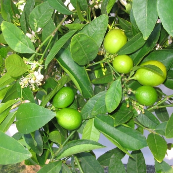 Citrus aurantifolia 'Bearss' - Bearss Lime