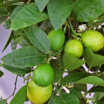 Citrus aurantifolia 'Mexican' - Mexican Lime