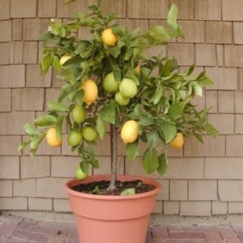 Citrus limonum 'Eureka' - Eureka Lemon