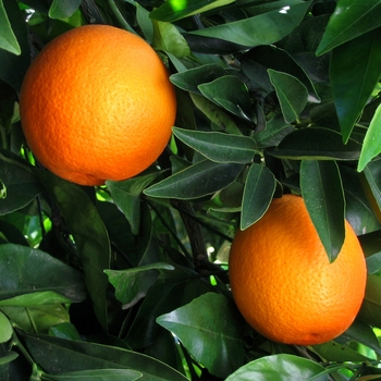 Citrus sinensis 'Trovita' - Trovita Orange