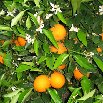 Citrus reticulata unshiu - Satsuma Mandarin