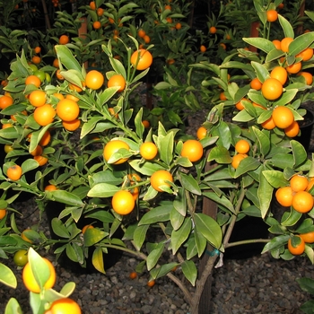 Fortunella margarita 'Nagami' - Nagami Kumquat