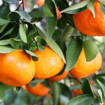 Citrus reticulata 'Dancy' - Dancy Tangerine