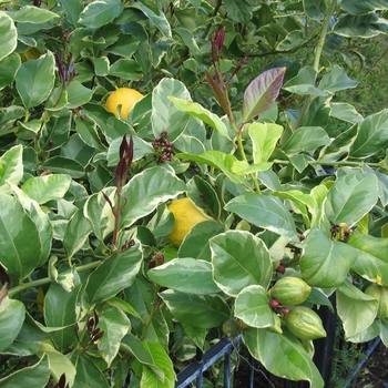 Citrus limonum 'Variegatus' - Variegated Pink Lemon