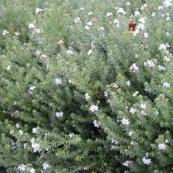 Westringia fruticosa - Coast Rosemary
