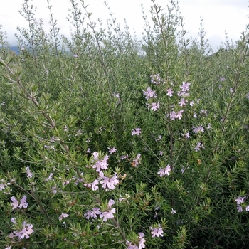 Westringia fruticosa 'Wynyabbie Gem' - Blue Coast Rosemary