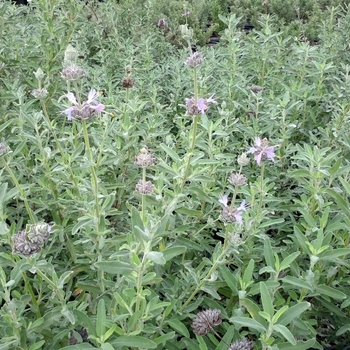 Salvia 'Allen Chickering' - California Blue Sage