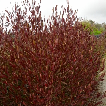 Dodonaea viscosa 'Purpurea' - Hop seed