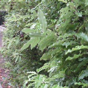 Pittosporum eugenioides - Wavy Pittosporum