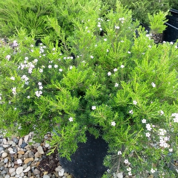 Coleonema pulchrum 'Compacta' - Dwarf Breath of Heaven