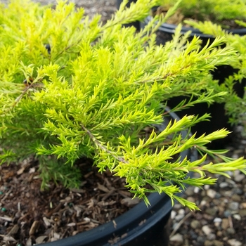 Coleonema pulchrum 'Sunset Gold' - Gold Breath of Heaven