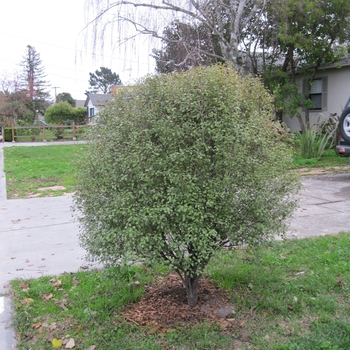 Pittosporum tenuifolium Kirsti - Dwarf Pittosporum