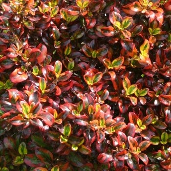 Coprosma repens Tequila Sunrise - Tequila Sunrise Mirror Plant